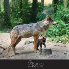 Barko