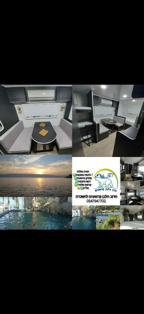 הדב הלבן הדב הלבן