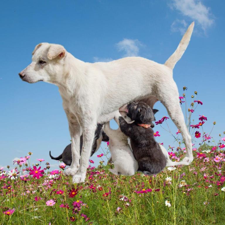 מוריה כהן הנקה והורות מוריה כהן הנקה והורות