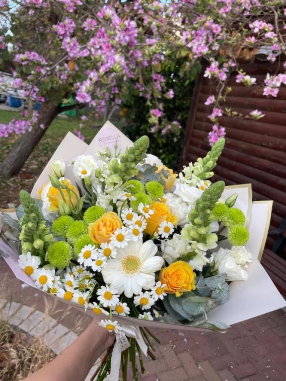 רוזלה Rosella רוזלה Rosella