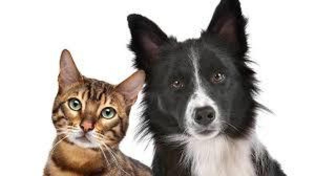 שני וטרינרים שני וטרינרים