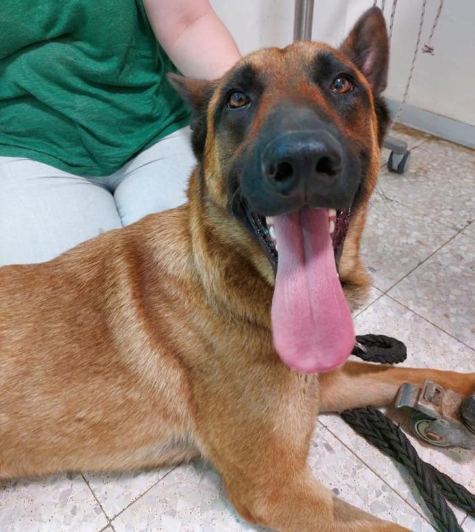 שני וטרינרים שני וטרינרים