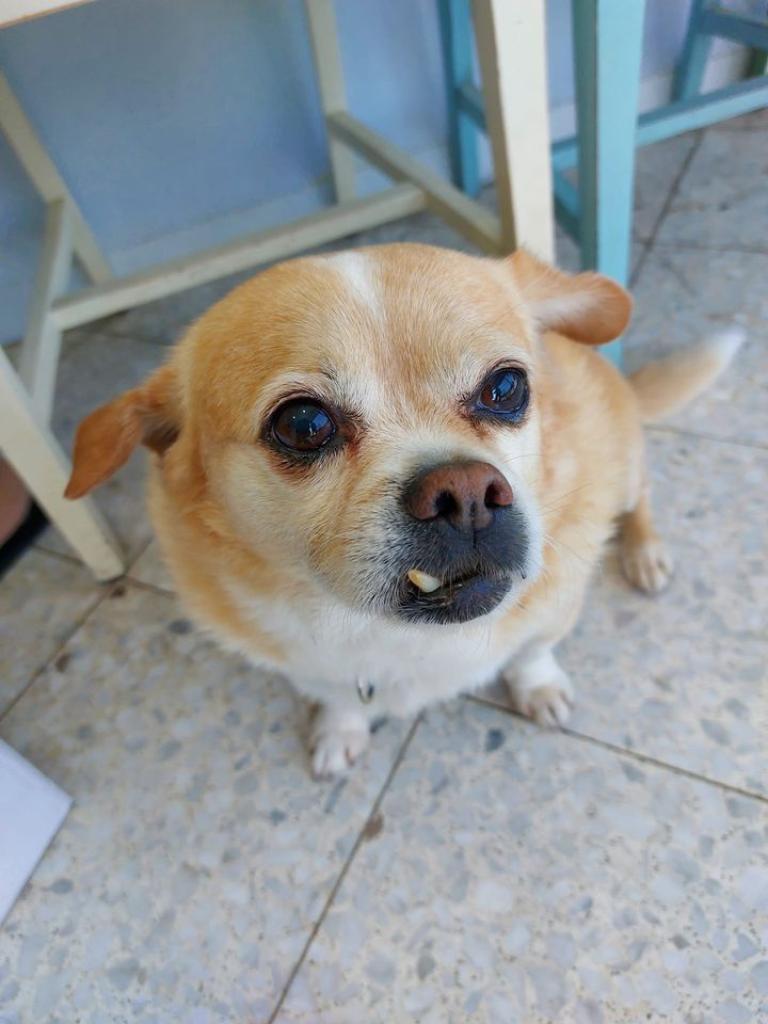 שני וטרינרים שני וטרינרים