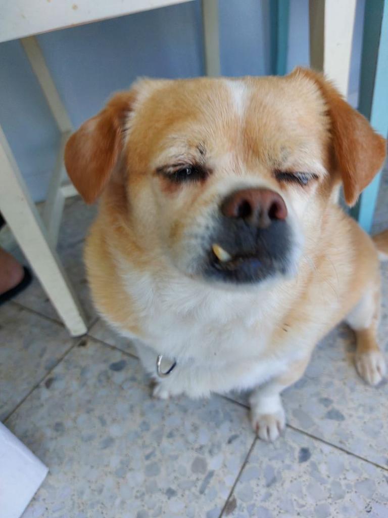 שני וטרינרים שני וטרינרים