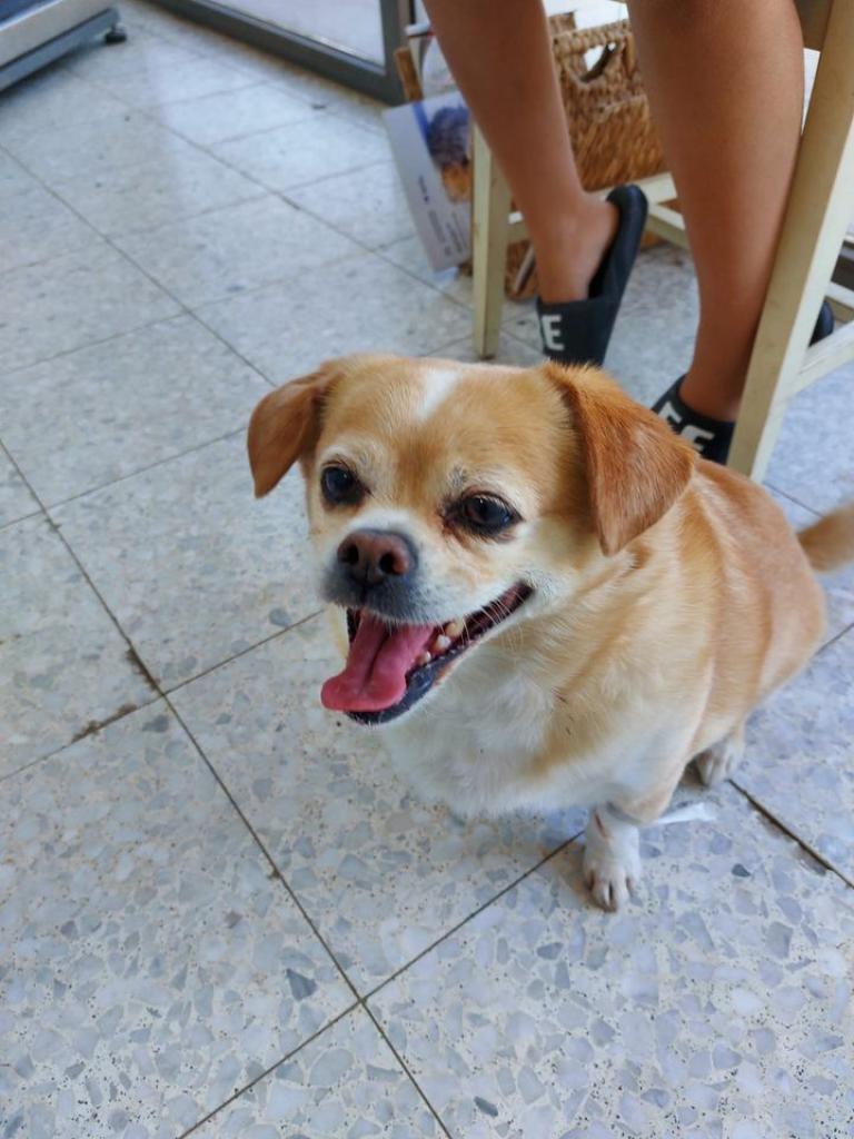 שני וטרינרים שני וטרינרים