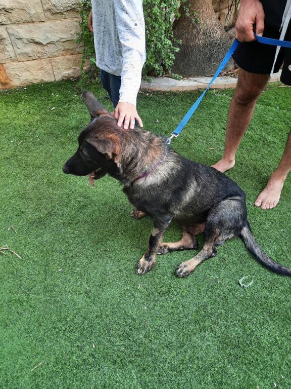 פריזורה פריזורה