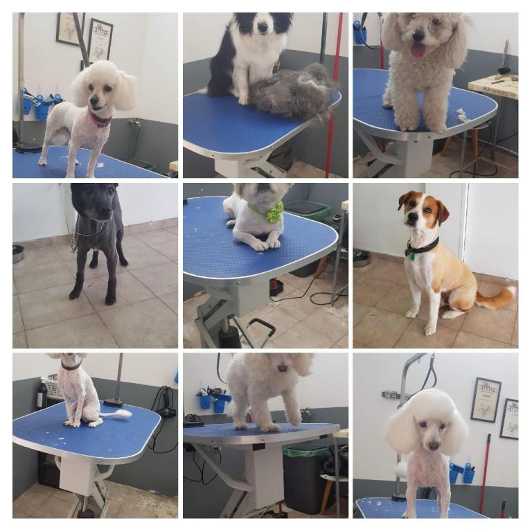 פריזורה פריזורה