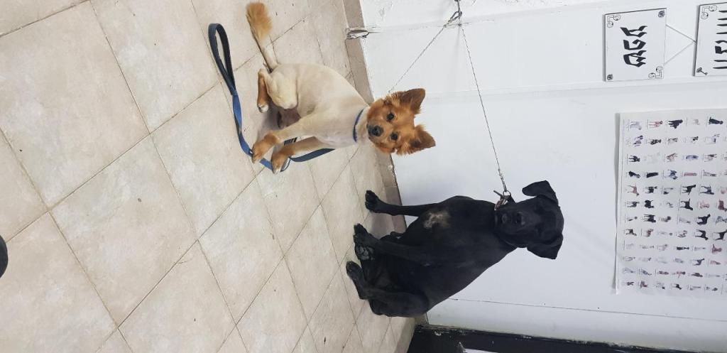 פריזורה פריזורה