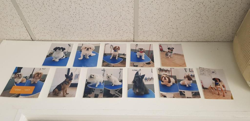 פריזורה פריזורה