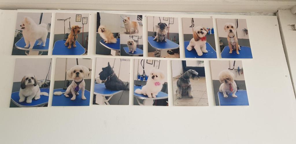 פריזורה פריזורה