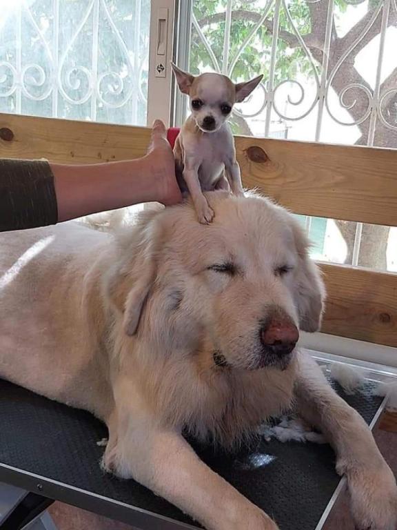 לורי מספרת כלבים וחתולים לורי מספרת כלבים וחתולים