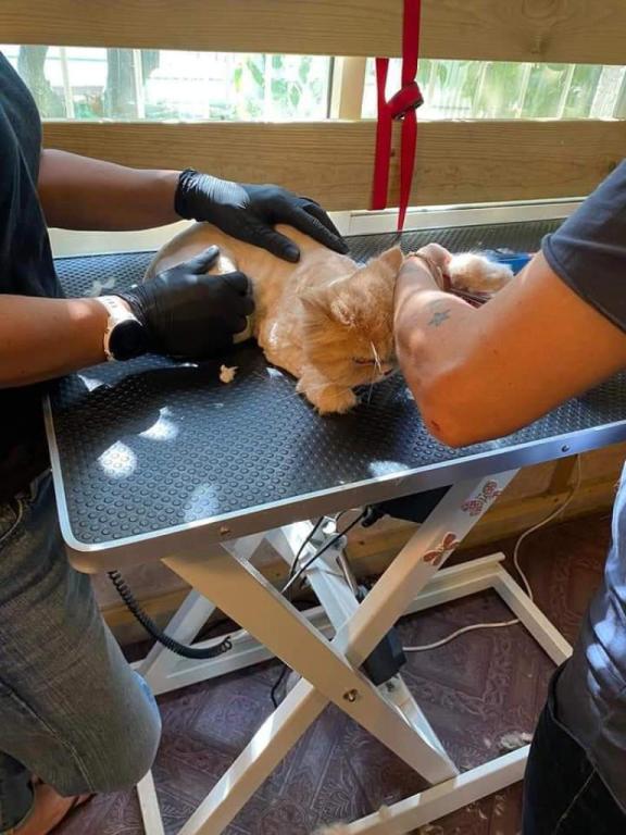 לורי מספרת כלבים וחתולים לורי מספרת כלבים וחתולים