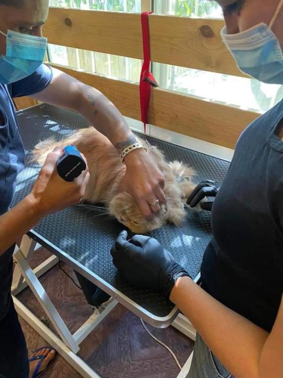 לורי מספרת כלבים וחתולים לורי מספרת כלבים וחתולים