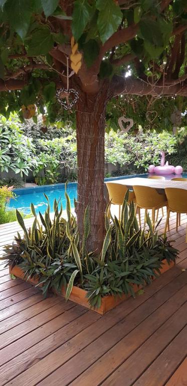 בלוסום גנים בלוסום גנים