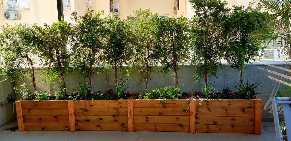 בלוסום גנים בלוסום גנים