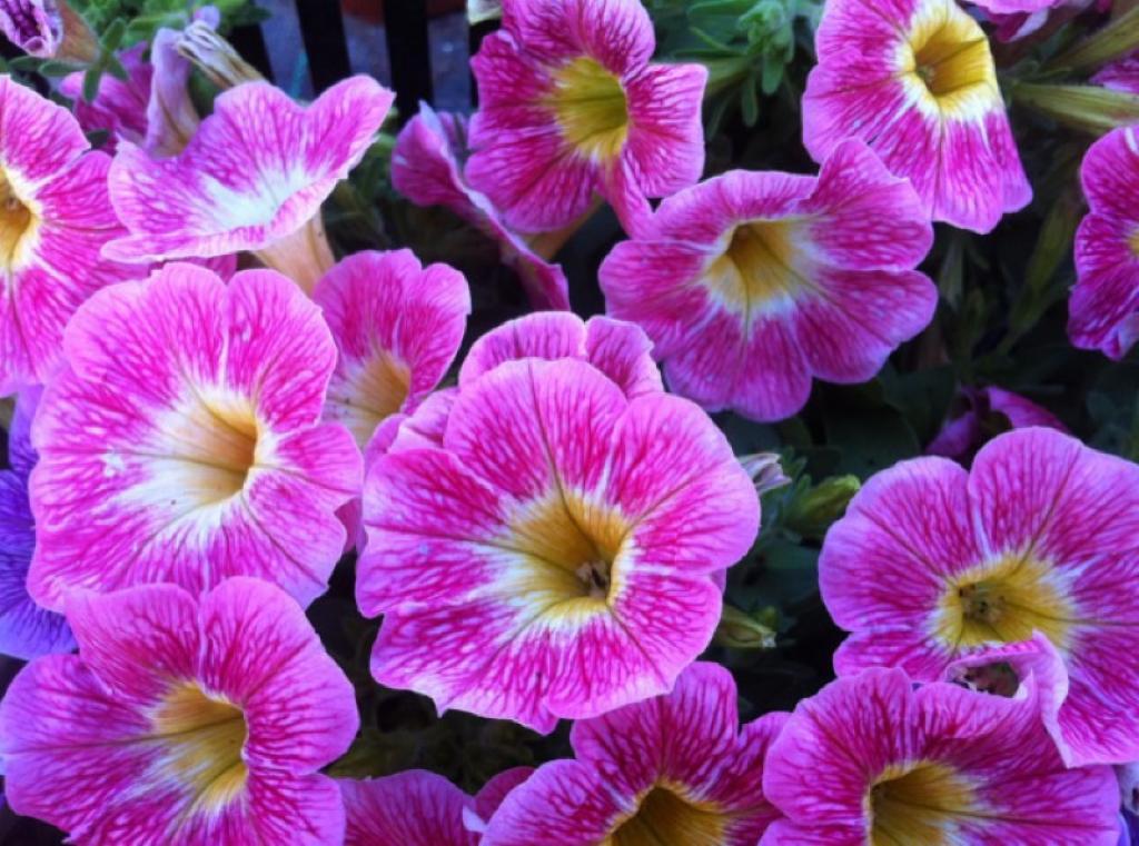 משתלות אטון משק 66 משתלות אטון משק 66