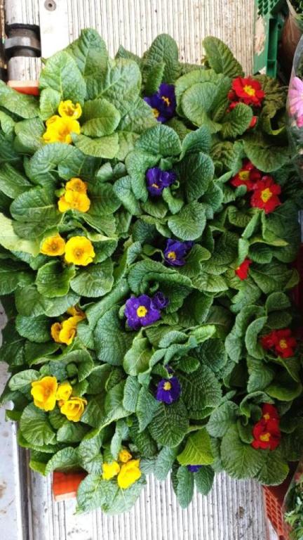 משתלות אטון משק 66 משתלות אטון משק 66