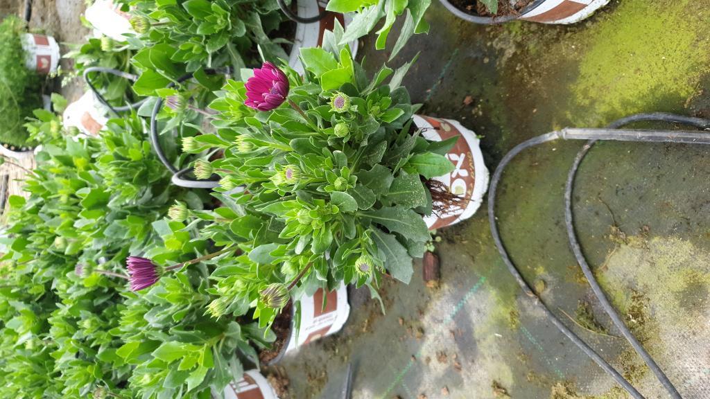 משתלות אטון משק 66 משתלות אטון משק 66