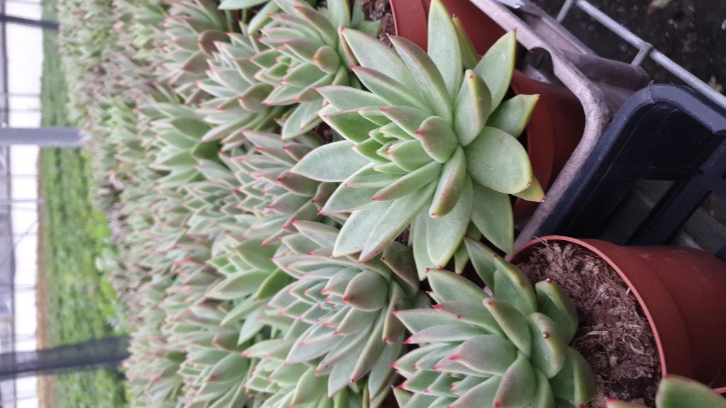 משתלות אטון משק 66 משתלות אטון משק 66