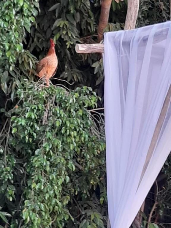 להקת נושאי הכלים להקת נושאי הכלים