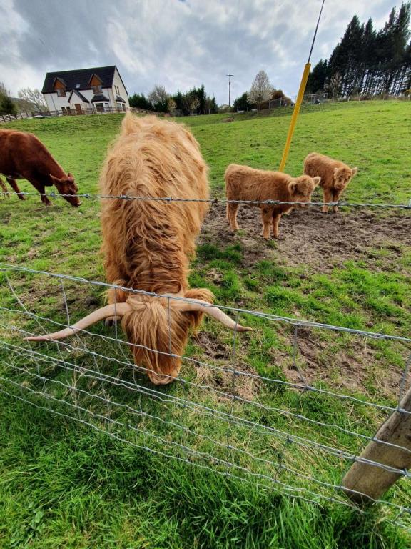 איילת המטיילת איילת המטיילת