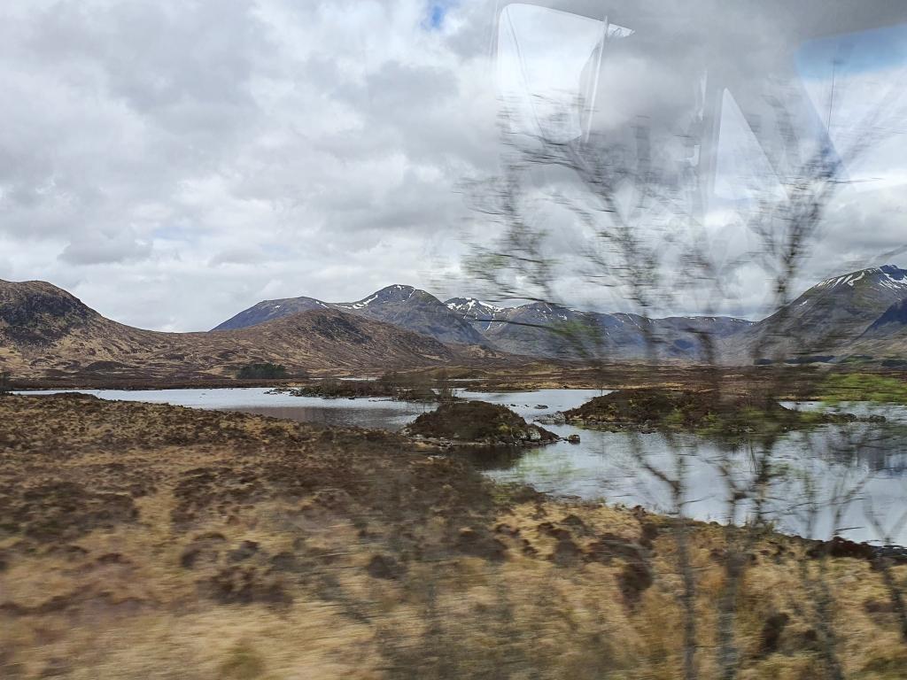 איילת המטיילת איילת המטיילת