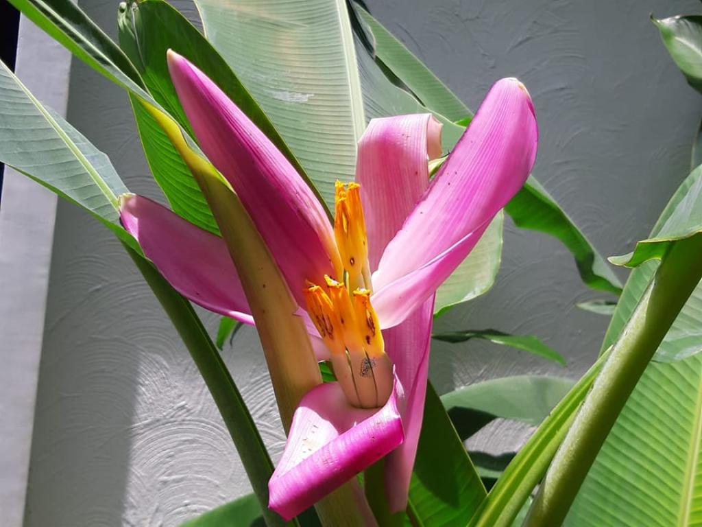 שרית שיינבלום שרית שיינבלום