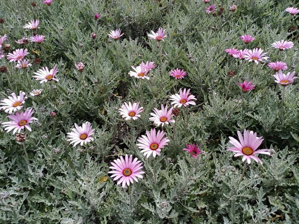 שרית שיינבלום שרית שיינבלום