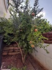 יעל רונד טלר