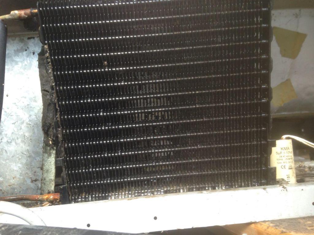 אורן ידי זהב אורן ידי זהב