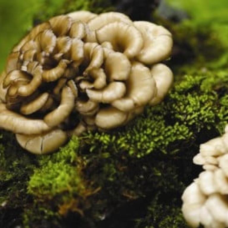 חנן צ'יט מטפל ברפואה סינית חנן צ'יט מטפל ברפואה סינית