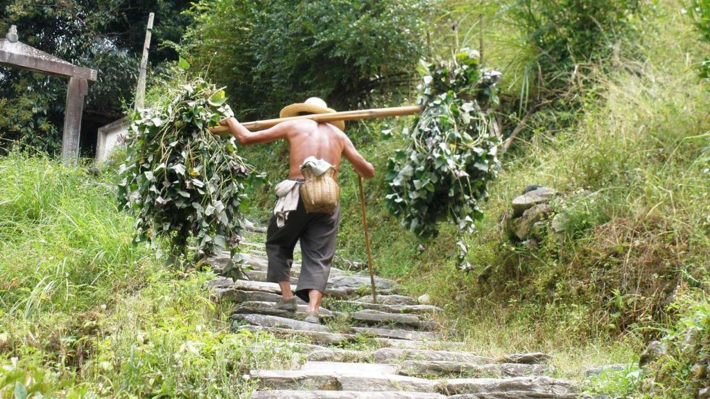 צימרמן הרשקו רות צימרמן הרשקו רות