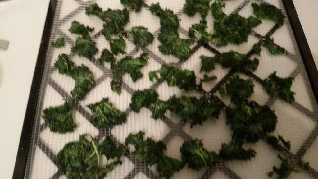 נירית כץ נירית כץ