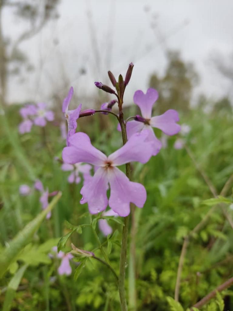 בריכת המשושים בריכת המשושים