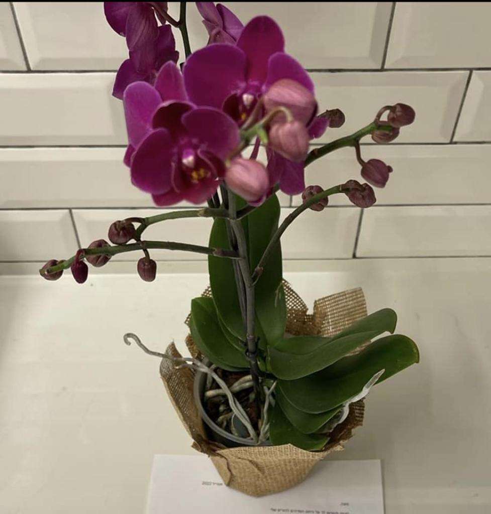 רוזנבאום בן ארי משרד עורכי דין רוזנבאום בן ארי משרד עורכי דין