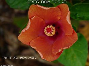 נתיב השקעות