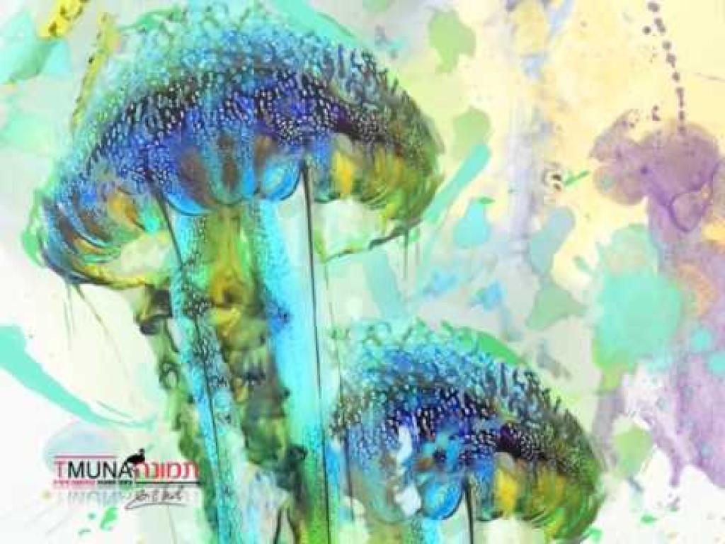 תמונה TMUNA תמונה TMUNA