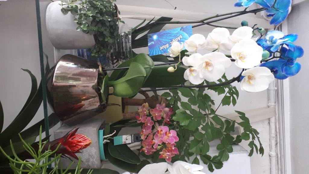 איחולים בפרחים איחולים בפרחים