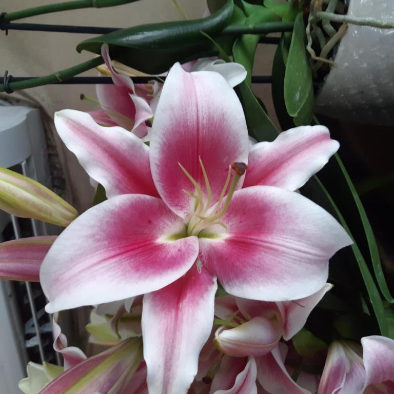 איחולים בפרחים איחולים בפרחים