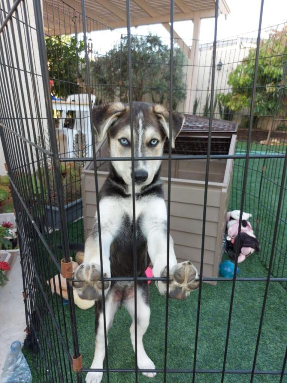 מרפאה וטרינרית ד"ר ישראל הייגני מרפאה וטרינרית ד"ר ישראל הייגני