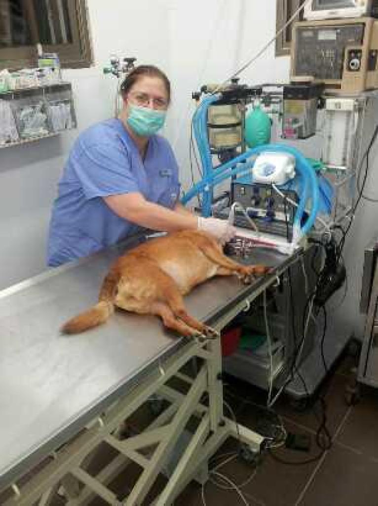 דר' שולה רוז'ה דר' שולה רוז'ה