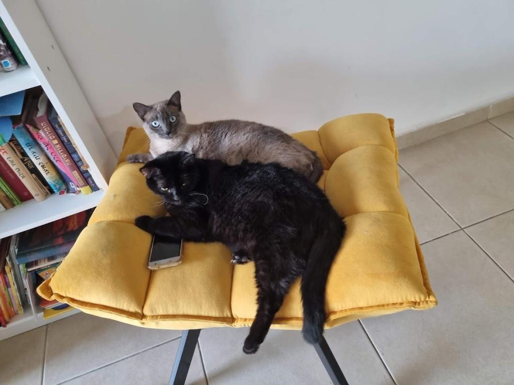 דר' שולה רוז'ה דר' שולה רוז'ה