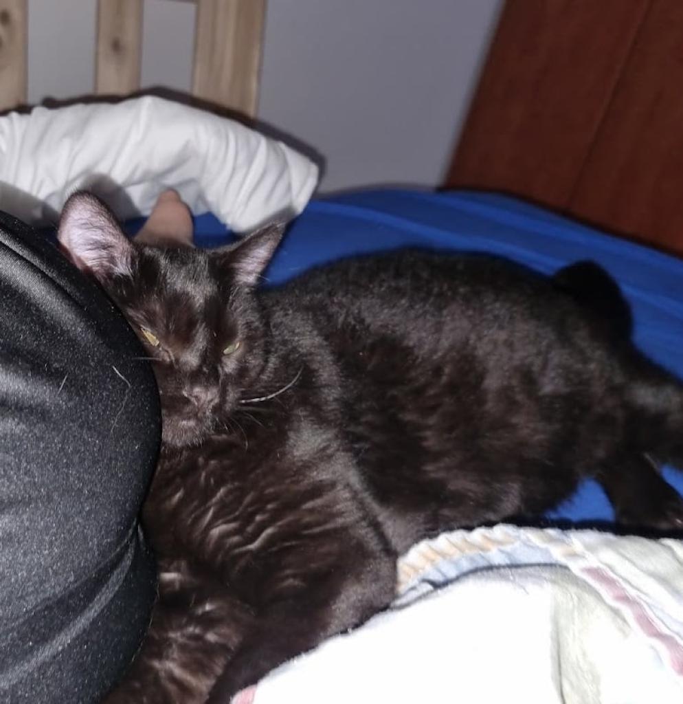 דר' שולה רוז'ה דר' שולה רוז'ה