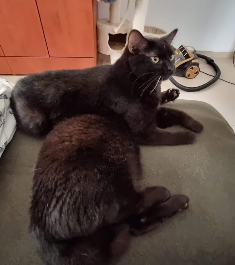 דר' שולה רוז'ה דר' שולה רוז'ה