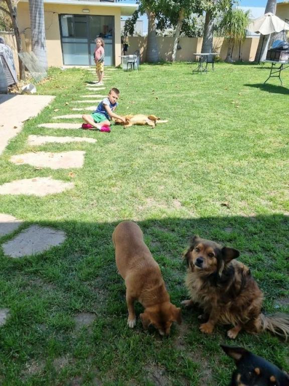 דר' שולה רוז'ה דר' שולה רוז'ה