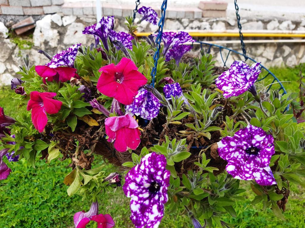 גלעד הוימן גלעד הוימן