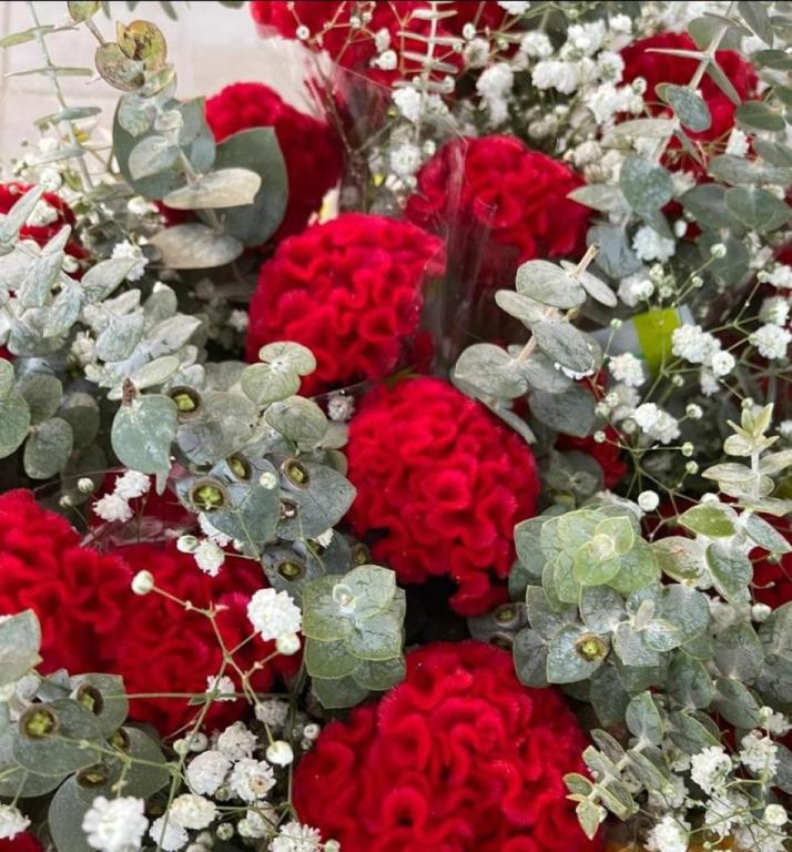 סיגל שרקת עיצוב שיער סיגל שרקת עיצוב שיער