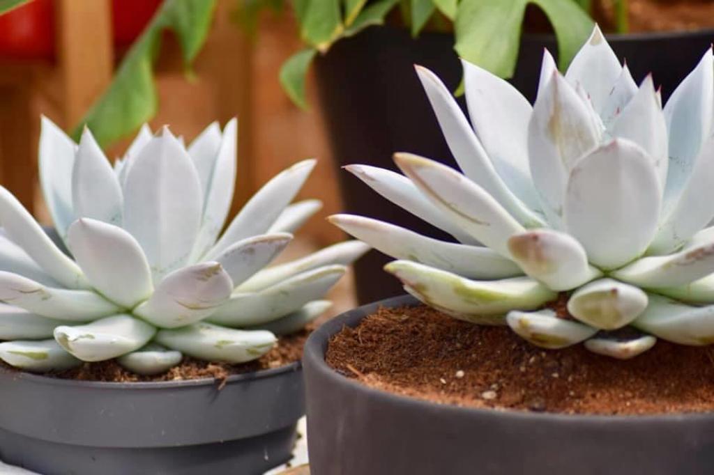 משתלת ארמון בחול משתלת ארמון בחול