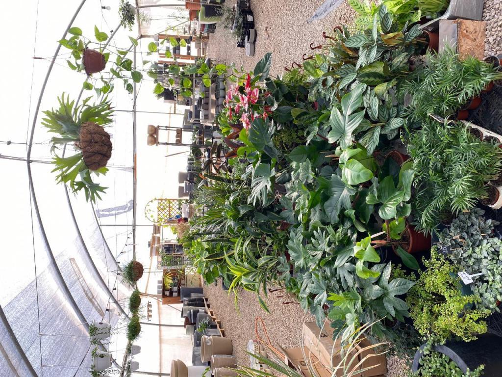 משתלת ארמון בחול משתלת ארמון בחול