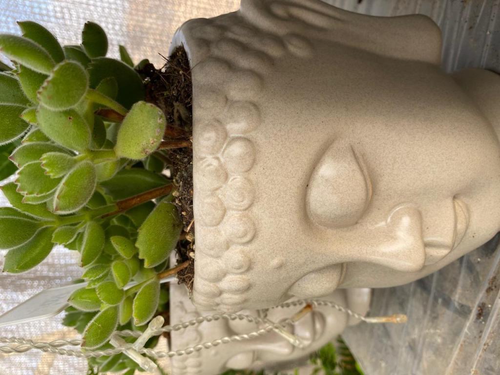 משתלת ארמון בחול משתלת ארמון בחול